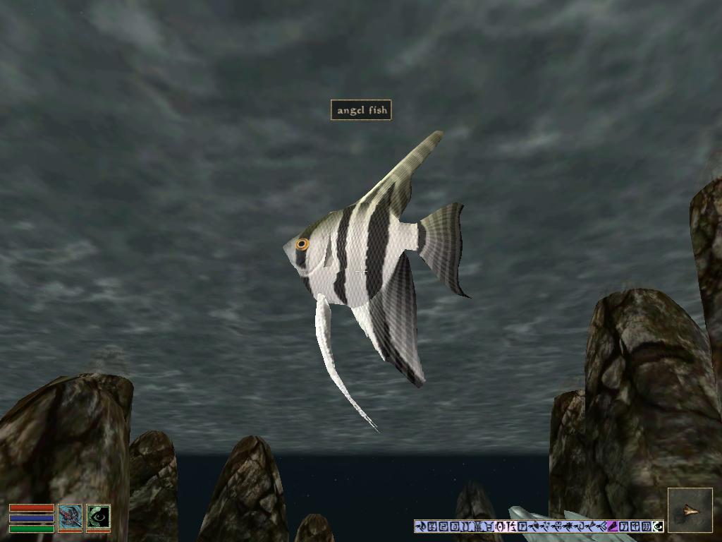 angelfish.jpg